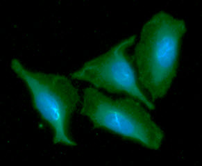 CKMT1A Antibody - ICC/IF analysis of CKMT1A in HeLa cells line, stained with DAPI (Blue) for nucleus staining and monoclonal anti-human CKMT1A antibody (1:100) with goat anti-mouse IgG-Alexa fluor 488 conjugate (Green).
