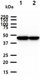 CKMT1A Antibody - The cell lysates (40ug) were resolved by SDS-PAGE, transferred to PVDF membrane and probed with anti-human CKMT1A antibody (1:1000). Proteins were visualized using a goat anti-mouse secondary antibody conjugated to HRP and an ECL detection system. Lane 1.: 293T cell lysate Lane 2.: HeLa cell lysate
