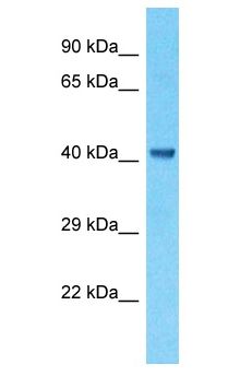 CKMT1B Antibody - CKMT1B antibody Western Blot of RPMI-8226. Antibody dilution: 1 ug/ml.  This image was taken for the unconjugated form of this product. Other forms have not been tested.