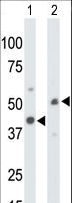 CKMT1B Antibody - The anti-CKMT1 antibody is used in Western blot to detect CKMT1 in mouse colon tissue lysate (Lane 1) and ZR-75-1 cell lysate (Lane 2).