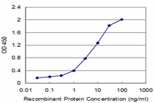CKMT1B Antibody - Detection limit for recombinant GST tagged CKMT1B is approximately 0.1 ng/ml as a capture antibody.
