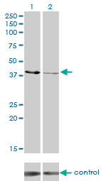 CKMT1B Antibody - Western blot analysis of CKMT1B over-expressed 293 cell line, cotransfected with CKMT1B Validated Chimera RNAi (Lane 2) or non-transfected control (Lane 1). Blot probed with CKMT1B monoclonal antibody (M04), clone 2C8 . GAPDH ( 36.1 kDa ) used as specificity and loading control.