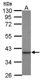 CKMT1B Antibody - Sample (30 ug of whole cell lysate) A: Jurkat 10% SDS PAGE CKMT1B antibody diluted at 1:1000