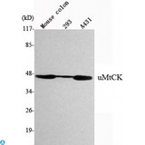 CKMT1B Antibody - Western Blot (WB) analysis using uMtCK Monoclonal Antibody against Mouse Colon, 293, A431 cell lysate.