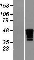 CKMT1B Protein - Western validation with an anti-DDK antibody * L: Control HEK293 lysate R: Over-expression lysate