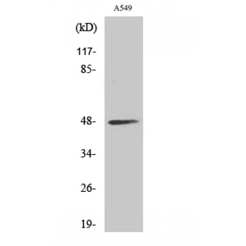 CKMT2 Antibody - Western blot of sMtCK antibody