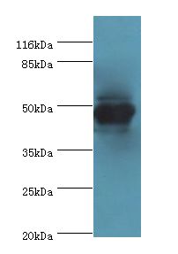 CKMT2 Antibody - Western blot. All lanes: CKMT2 antibody at 6 ug/ml+HeLa whole cell lysate. Secondary antibody: Goat polyclonal to rabbit at 1:10000 dilution. Predicted band size: 48 kDa. Observed band size: 48 kDa.