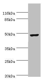 CKMT2 Antibody - Western blot All lanes: CKMT2 antibody at 6µg/ml + Hela whole cell lysate Secondary Goat polyclonal to rabbit IgG at 1/10000 dilution Predicted band size: 48 kDa Observed band size: 48 kDa