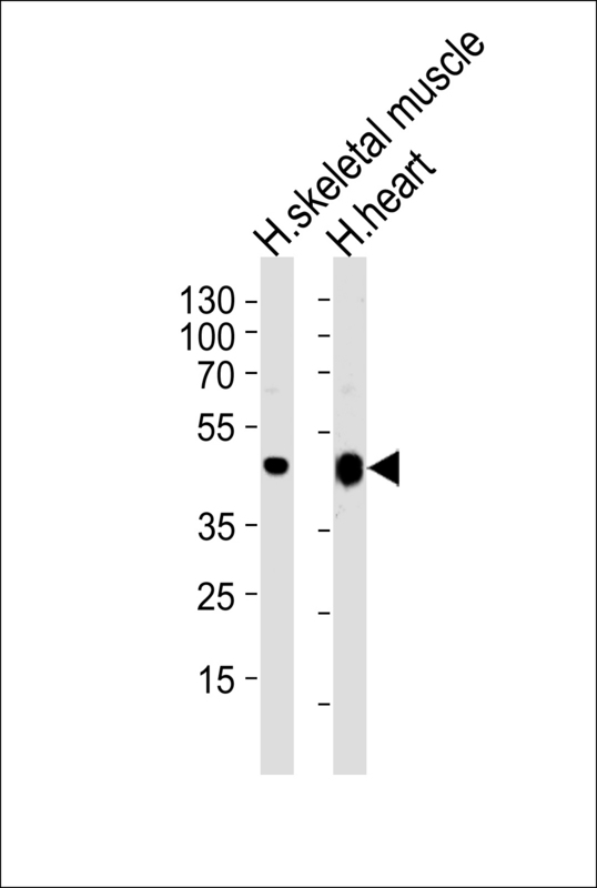 CKMT2 Antibody - Western blot of lysates from human skeletal muscle and heart tissue lysates (from left to right), using CKMT2 Antibody (A71). Antibody was diluted at 1:1000 at each lane. A goat anti-rabbit IgG H&L (HRP) at 1:5000 dilution was used as the secondary antibody. Lysates at 35ug per lane.