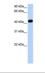CKMT2 Antibody - Fetal heart lysate. Antibody concentration: 1.0 ug/ml. Gel concentration: 12%.  This image was taken for the unconjugated form of this product. Other forms have not been tested.