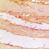 CKMT2 Antibody - Immunohistochemical analysis of CKMT2 staining in human muscle formalin fixed paraffin embedded tissue section. The section was pre-treated using heat mediated antigen retrieval with sodium citrate buffer (pH 6.0). The section was then incubated with the antibody at room temperature and detected using an HRP conjugated compact polymer system. DAB was used as the chromogen. The section was then counterstained with hematoxylin and mounted with DPX.