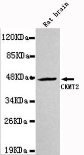CKMT2 Antibody - Western blot detection of CKMT2 in Rat Brain lysates using CKMT2 antibody (1:1000 diluted).