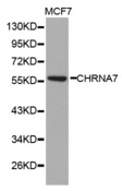 CKMT2 Antibody - Western blot analysis of extracts of MCF7 cells.