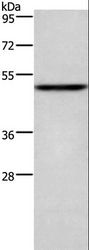 CKMT2 Antibody - Western blot analysis of Mouse heart tissue, using CKMT2 Polyclonal Antibody at dilution of 1:700.
