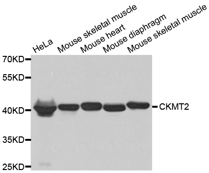 CKMT2 Antibody - Western blot analysis of extracts of various cell lines.