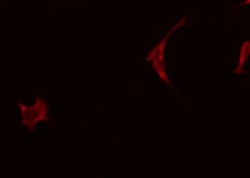 CKMT2 Antibody - Staining A549 cells by IF/ICC. The samples were fixed with PFA and permeabilized in 0.1% Triton X-100, then blocked in 10% serum for 45 min at 25°C. The primary antibody was diluted at 1:200 and incubated with the sample for 1 hour at 37°C. An Alexa Fluor 594 conjugated goat anti-rabbit IgG (H+L) Ab, diluted at 1/600, was used as the secondary antibody.