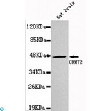 CKMT2 Antibody - Western blot detection of CKMT2 in Rat Brain lysates using CKMT2 mouse mAb (1:1000 diluted). Predicted band size: 47KDa. Observed band size: 47KDa.