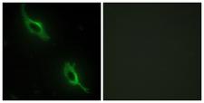 CKMT2 Antibody - Peptide - + Immunofluorescence analysis of NIH/3T3 cells, using CKMT2 antibody.