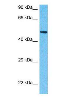 CKMT2 Antibody - Western blot of KCRS Antibody with human RPMI-8226 Whole Cell lysate.  This image was taken for the unconjugated form of this product. Other forms have not been tested.