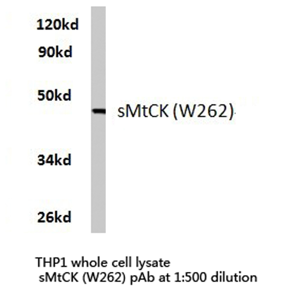 CKMT2 Antibody - Western blot of sMtCK (W262) pAb in extracts from THP1 cells.