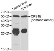 CKS1B / CKS1 Antibody - Western blot analysis of extracts of various cell lines.