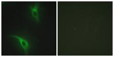 CKS1B / CKS1 Antibody - Peptide - + Immunofluorescence analysis of HeLa cells, using CKS1 antibody.