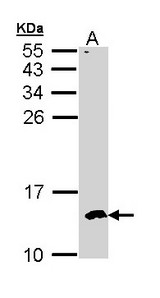 CKS2 Antibody - Sample (30 ug of whole cell lysate). A: Hep G2 . 15% SDS PAGE. CKS2 antibody diluted at 1:500.