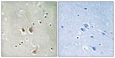 CKS2 Antibody - Peptide - + Immunohistochemistry analysis of paraffin-embedded human brain tissue, using CKS2 antibody.