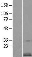 CKS2 Protein - Western validation with an anti-DDK antibody * L: Control HEK293 lysate R: Over-expression lysate