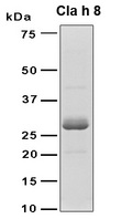 Mannitol 2-dehydrogenase [NADP+], Allergen Cla h 8 Protein