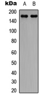 CLASP1 Antibody - Western blot analysis of CLASP1 expression in SHSY5Y (A); NIH3T3 (B) whole cell lysates.