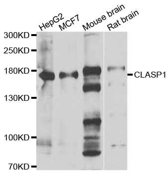 CLASP1 Antibody - Western blot analysis of extracts of various cell lines.