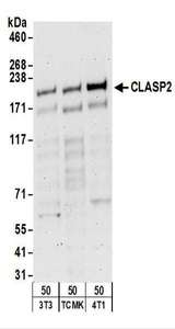 CLASP2 Antibody - Detection of Mouse CLASP2 by Western Blot. Samples: Whole cell lysate (50 ug) from NIH3T3, TCMK-1, and 4T1 cells. Antibodies: Affinity purified rabbit anti-CLASP2 antibody used for WB at 0.5 ug/ml. Detection: Chemiluminescence with an exposure time of 3 minutes.