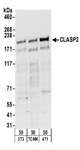 CLASP2 Antibody - Detection of Mouse CLASP2 by Western Blot. Samples: Whole cell lysate (50 ug) from NIH3T3, TCMK-1, and 4T1 cells. Antibodies: Affinity purified rabbit anti-CLASP2 antibody used for WB at 0.5 ug/ml. Detection: Chemiluminescence with an exposure time of 3 minutes.