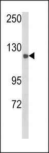 CLASP2 Antibody - Western blot of CLASP2 Antibody (Y1019) in mouse spleen tissue lysates (35 ug/lane). CLASP2 (arrow) was detected using the purified antibody.