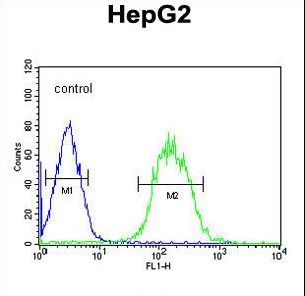 CLASRP Antibody - SFRS16 Antibody flow cytometry of HepG2 cells (right histogram) compared to a negative control cell (left histogram). FITC-conjugated goat-anti-rabbit secondary antibodies were used for the analysis.
