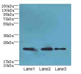Claudin 20 / CLDN20 Antibody - Western blot. All lanes: CLDN20 antibody at 4 ug/ml. Lane 1: A549 whole cell lysate. Lane 2: HepG-2 whole cell lysate. Lane 3: PC-3 whole cell lysate. Secondary Goat polyclonal to Rabbit IgG at 1:10000 dilution. Predicted band size: 24 kDa. Observed band size: 24 kDa.