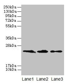 Claudin 20 / CLDN20 Antibody - Western blot All lanes: CLDN20 antibody at 4µg/ml Lane 1: A549 whole cell lysate Lane 2: HepG2 whole cell lysate Lane 3: PC-3 whole cell lysate Secondary Goat polyclonal to rabbit IgG at 1/10000 dilution Predicted band size: 24 kDa Observed band size: 24 kDa