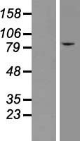 CLC-7 / CLCN7 Protein - Western validation with an anti-DDK antibody * L: Control HEK293 lysate R: Over-expression lysate