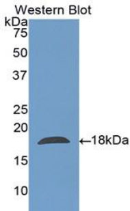 CLC Antibody - Western blot of recombinant CLC.  This image was taken for the unconjugated form of this product. Other forms have not been tested.