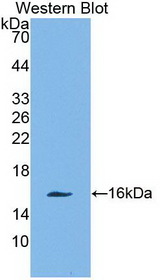 CLC Antibody