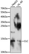 CLC Antibody - Western blot analysis of extracts of various cell lines, using CLC antibody at 1:1000 dilution. The secondary antibody used was an HRP Goat Anti-Rabbit IgG (H+L) at 1:10000 dilution. Lysates were loaded 25ug per lane and 3% nonfat dry milk in TBST was used for blocking. An ECL Kit was used for detection and the exposure time was 90S.