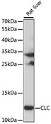 CLC Antibody - Western blot analysis of extracts of Rat liver, using CLC antibody at 1:1000 dilution. The secondary antibody used was an HRP Goat Anti-Rabbit IgG (H+L) at 1:10000 dilution. Lysates were loaded 25ug per lane and 3% nonfat dry milk in TBST was used for blocking. An ECL Kit was used for detection and the exposure time was 10S.