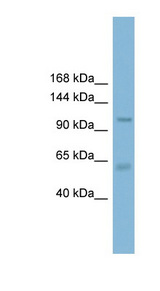 CLCA2 Antibody - CLCA2 antibody Western blot of THP-1 cell lysate. This image was taken for the unconjugated form of this product. Other forms have not been tested.