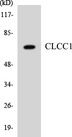 CLCC1 Antibody - Western blot analysis of the lysates from HT-29 cells using CLCC1 antibody.