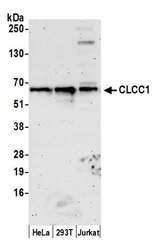 CLCC1 Antibody - Detection of human CLCC1 by western blot. Samples: Whole cell lysate (50 µg) from HeLa, HEK293T, and Jurkat cells prepared using NETN lysis buffer. Antibody: Affinity purified rabbit anti-CLCC1 antibody used for WB at 1:1000. Detection: Chemiluminescence with an exposure time of 3 minutes.