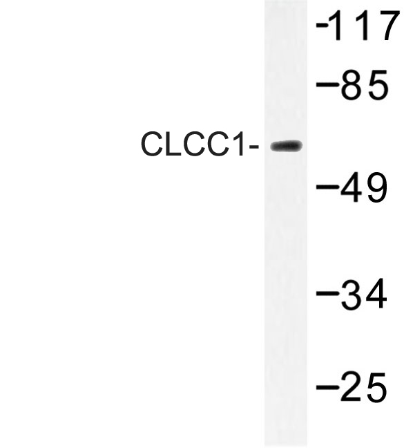 CLCC1 Antibody - Western blot of CLCC1 (D429) pAb in extracts from RAW264.7 cell.