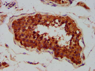 CLCC1 Antibody - Immunohistochemistry Dilution at 1:400 and staining in paraffin-embedded human testis tissue performed on a Leica BondTM system. After dewaxing and hydration, antigen retrieval was mediated by high pressure in a citrate buffer (pH 6.0). Section was blocked with 10% normal Goat serum 30min at RT. Then primary antibody (1% BSA) was incubated at 4°C overnight. The primary is detected by a biotinylated Secondary antibody and visualized using an HRP conjugated SP system.