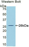 CLCF1 Antibody - Western blot of recombinant CLCF1.  This image was taken for the unconjugated form of this product. Other forms have not been tested.