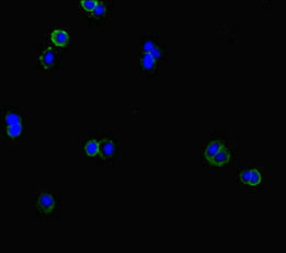 CLCN1 / CLC-1 Antibody - Immunofluorescent analysis of HepG2 cells diluted at 1:100 and Alexa Fluor 488-congugated AffiniPure Goat Anti-Rabbit IgG(H+L)